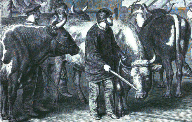 Uciekł ze "szlaku wołowego"? Karłowice -1783 r.