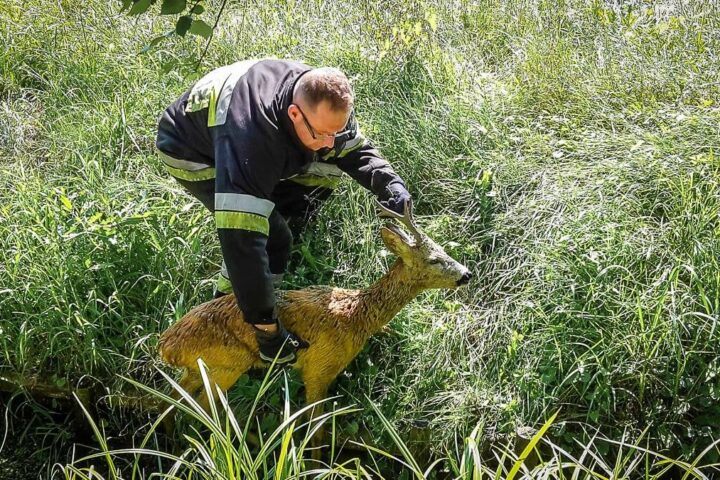 Nietypowa akcja strażaków z Siołkowic. Uratowali jelonka