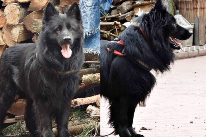 Zaginął owczarek niemiecki. Prosimy o pomoc