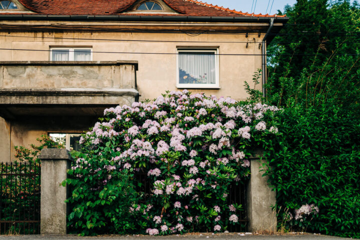 Gdzie rośnie największy rododendron?