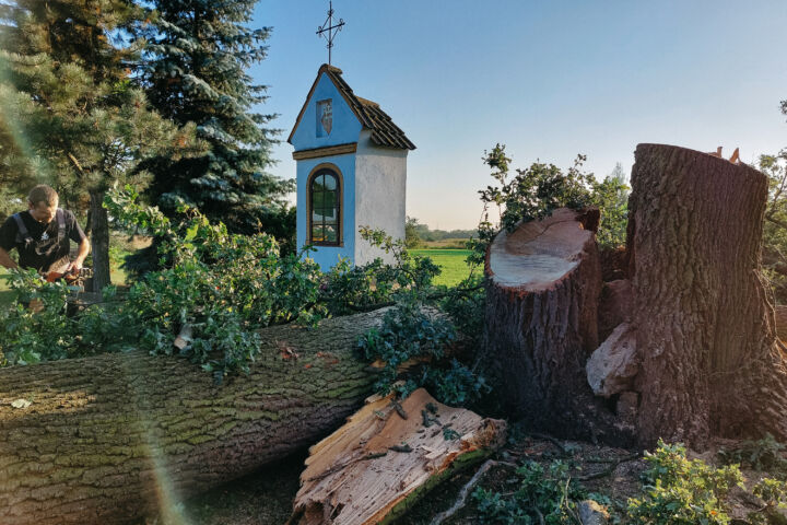 Stary dąb przy kapliczce u Bronowskiego przeszedł do historii