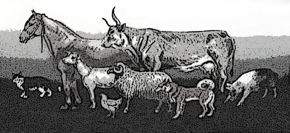 Uciekł ze "szlaku wołowego"? Karłowice -1783 r.